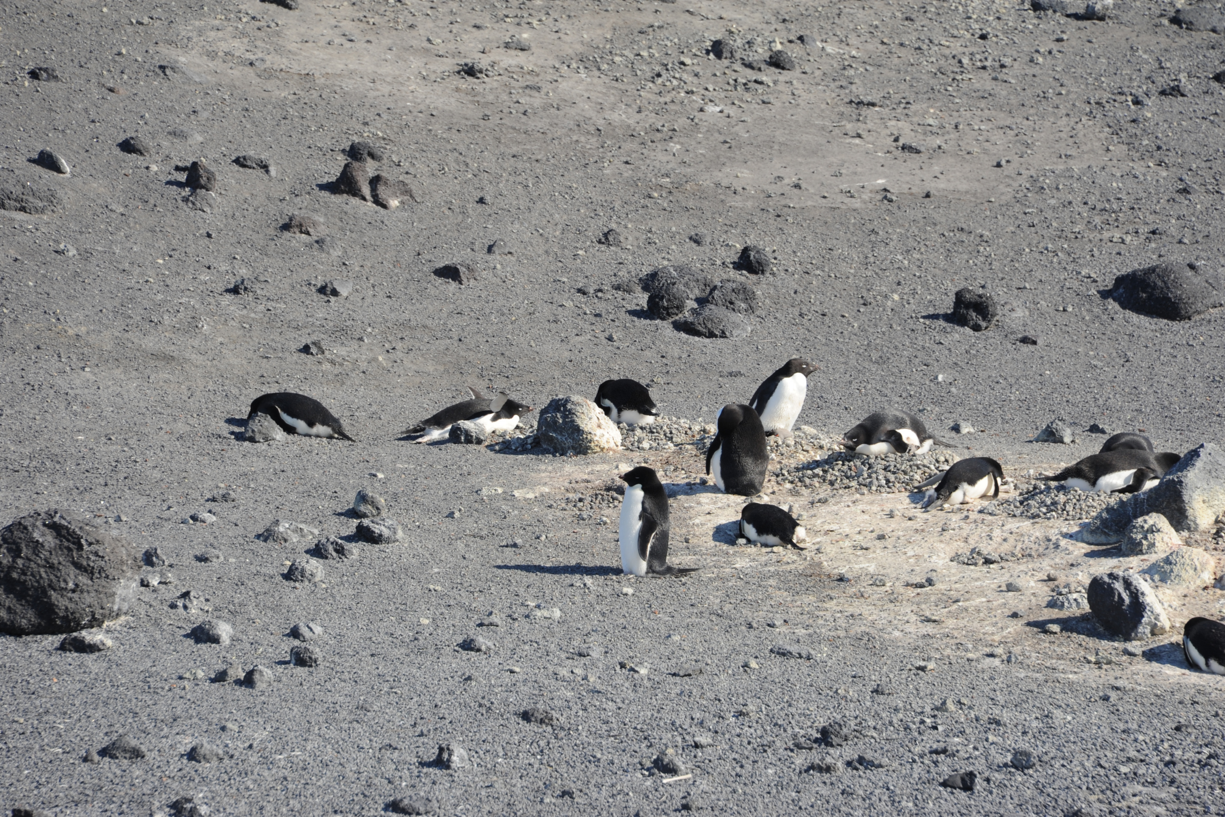 cape royds, ross island (2).webp